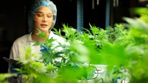 A woman in a medical profession studying a batch of medicinal cannabis in a lab
